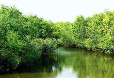 深圳海上田园红树林实验基地