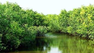 深圳海上田园红树林实验基地 深圳海上田园红树林实验基地