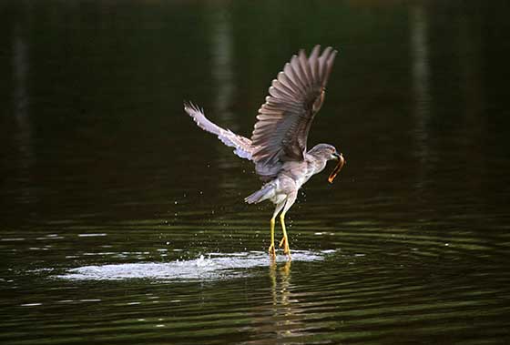 深圳笔架山公园12358