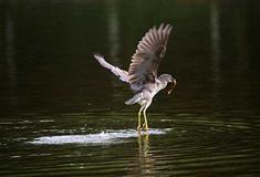 深圳笔架山公园钓鱼岛有什么好看的