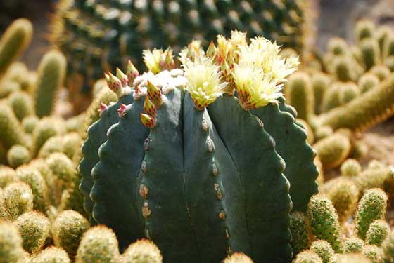 梦幻百花洲12342