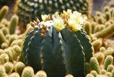 梦幻百花洲沙漠植物世界有什么好看的