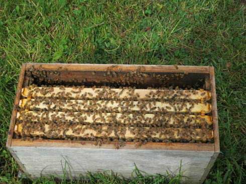 梦幻百花洲高山蜂场
