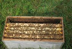 梦幻百花洲高山蜂场有什么好看的