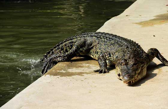 梦幻百花洲12344