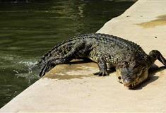 梦幻百花洲鳄鱼馆有什么好看的