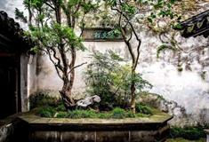 苏州留园古木交柯