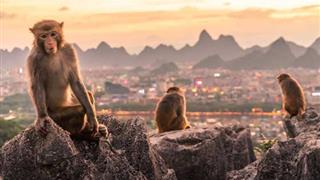 桂林七星公园猴趣有什么好看的