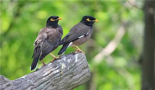 长隆飞鸟乐园12403