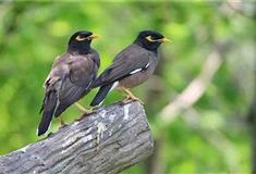 长隆飞鸟乐园鸟类科普讲堂有什么好看的