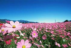 梦幻百花洲五彩花海有什么好看的