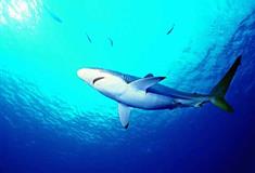 小梅沙海洋世界水族馆有什么好看的