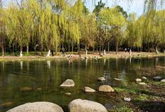 上海世纪公园卵石沙滩有什么好看的