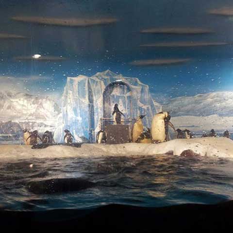 大连老虎滩海洋公园12317