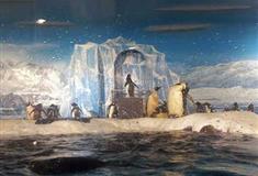 大连老虎滩海洋公园极地馆有什么好看的