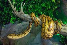 梦幻百花洲蛇馆有什么好看的