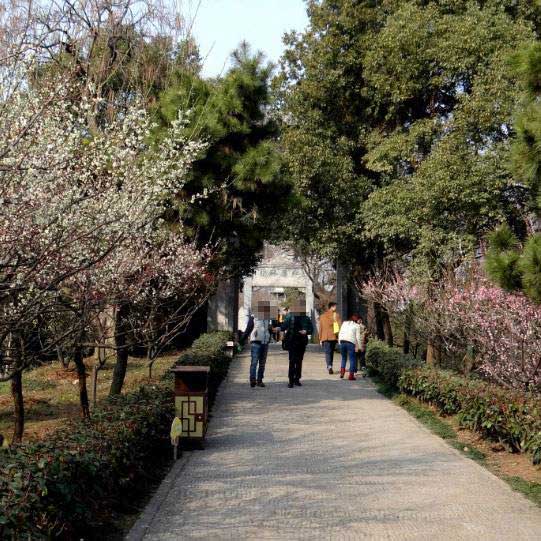 黄鹤楼梅园 黄鹤楼梅园