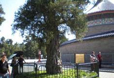 天坛公园九龙柏