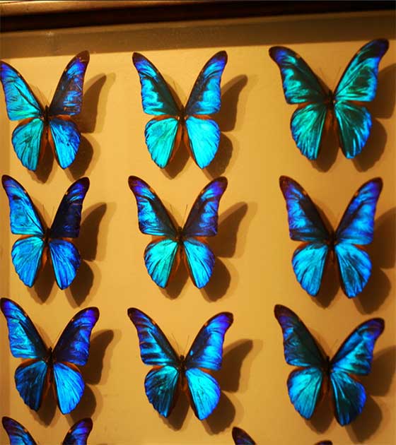 梦幻百花洲12349