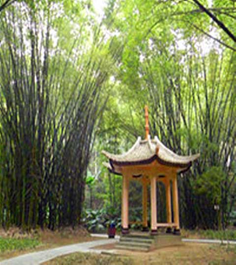 福州国家森林公园竹类观赏园 福州国家森林公园竹类观赏园