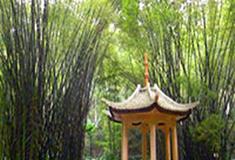 福州国家森林公园竹类观赏园有什么好看的