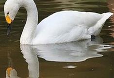 福州国家森林公园鸟语林有什么好看的