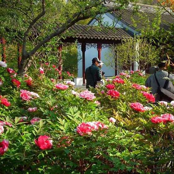 上海古猗园11919