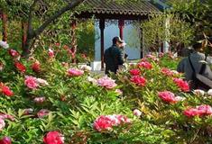 上海古猗园百年牡丹有什么好看的