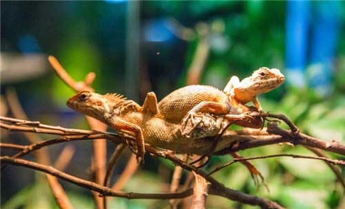 长隆飞鸟乐园12397