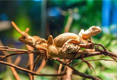 长隆飞鸟乐园两栖爬行动物馆好玩吗？