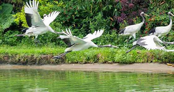 长隆飞鸟乐园12393