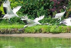 长隆飞鸟乐园百鸟飞歌有什么好看的