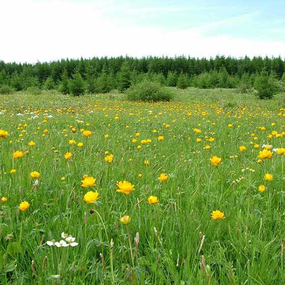 避暑山庄金莲映日