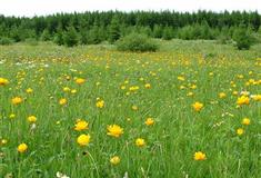 避暑山庄金莲映日有什么好看的