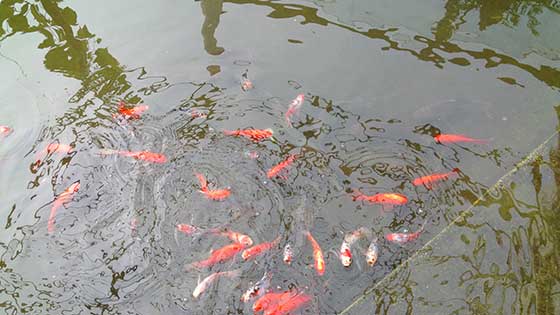 梦幻百花洲俏俏鱼池