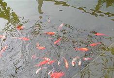 梦幻百花洲俏俏鱼池有什么好看的