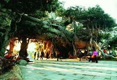 深圳海上田园树居