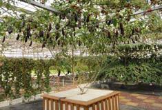 梦幻百花洲温室展馆有什么好看的