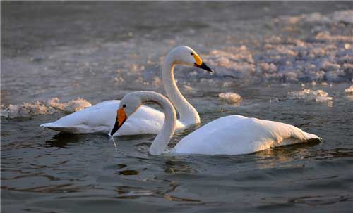 长隆飞鸟乐园12395