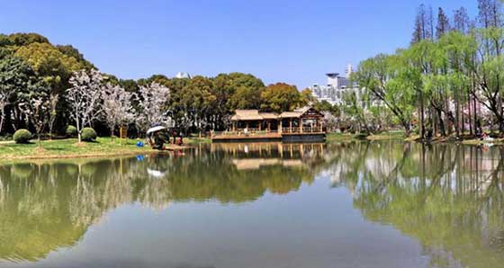 上海世纪公园樱花岛 上海世纪公园樱花岛