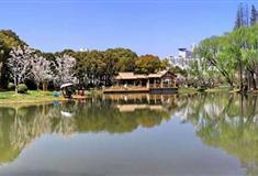 上海世纪公园樱花岛有什么好看的