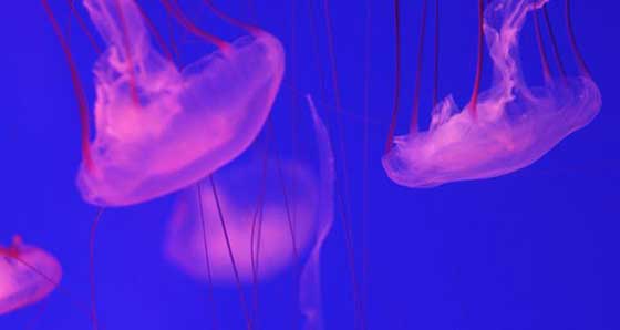 小梅沙海洋世界12378