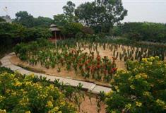 梦幻百花洲乡土游戏园有什么好看的