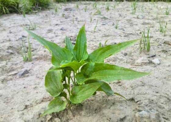 梦幻百花洲药用植园