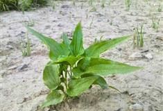 梦幻百花洲药用植园有什么好看的