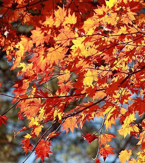 东平国家森林公园12301