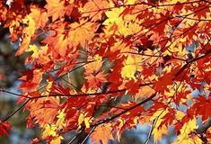 东平国家森林公园枫园有什么好看的