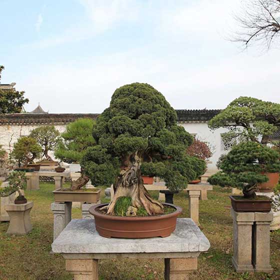拙政园盆景园