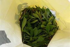 东平国家森林公园野菜区有什么好看的