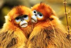 梦幻百花洲小动物乐园有什么好看的